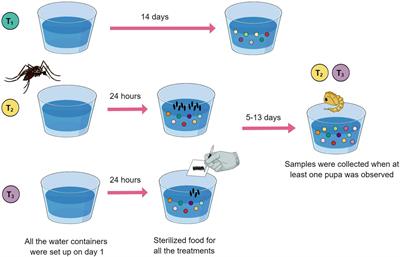 Multi-Omic Analysis of Symbiotic Bacteria Associated With Aedes aegypti Breeding Sites